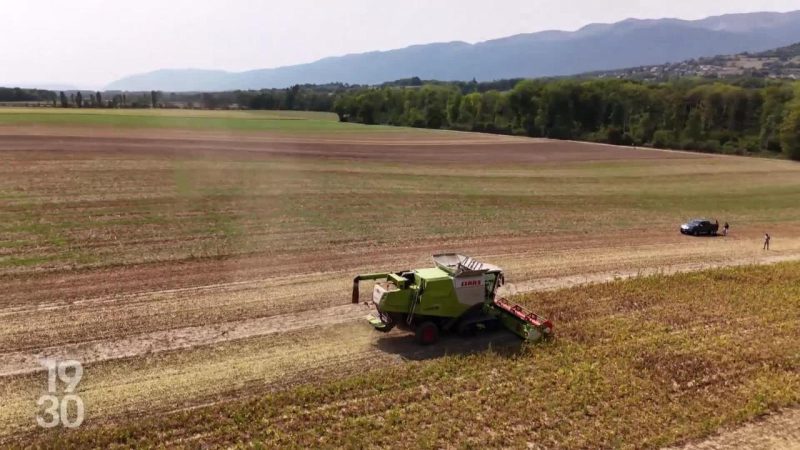 Légumineuses en Suisse : retour timide sur les champs et enjeux douaniers