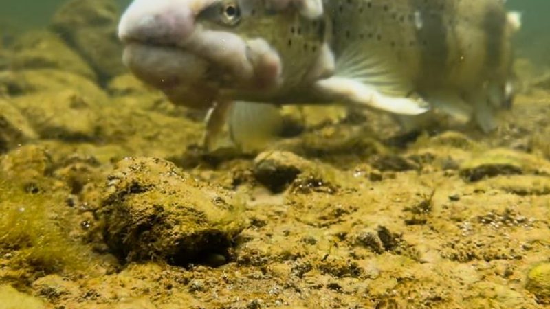 Jeune pêcheur neuchâtelois de 12 ans alerte sur la pollution des rivières locales