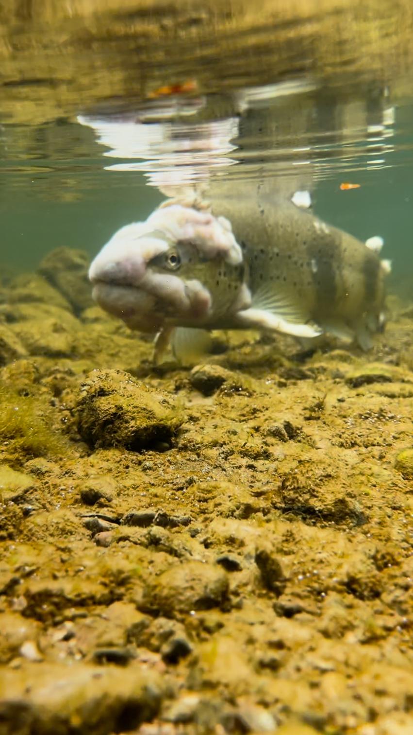 Jeune pêcheur neuchâtelois de 12 ans alerte sur la pollution des rivières locales