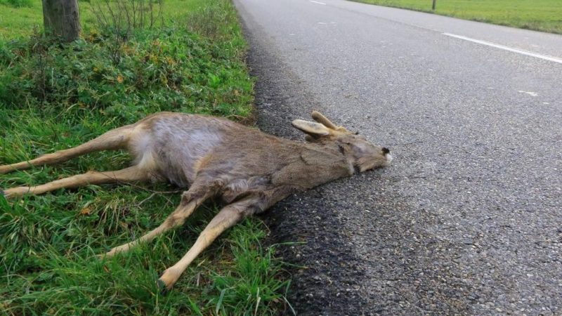 Transplantation cardiaque partielle réalisée aux HUG : première européenne et avancée médicale
